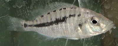 Caprichromis Liemi