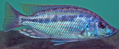 Caprichromis Liemi