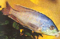 Cheilochromis Euchilus