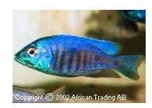Copadichromis Blue Chini