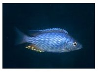 Copadichromis Crown