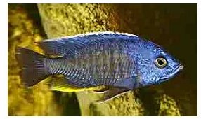 Copadichromis Cyaneus