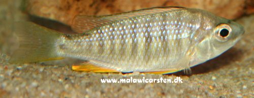 Copadichromis Flavimanus