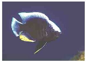 Copadichromis Jacksoni