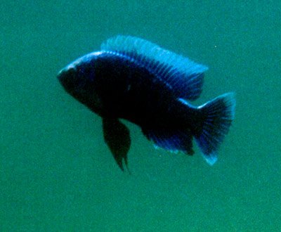 Copadichromis Jacksoni