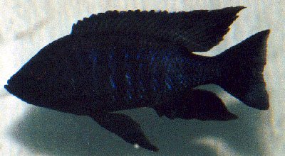 Copadichromis Melas