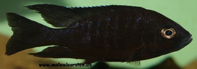Copadichromis Melas
