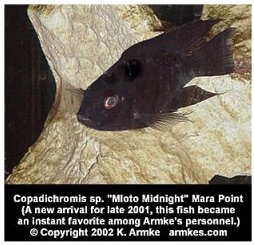 Copadichromis Mloto Midnight