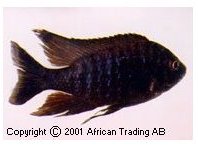 Copadichromis Mloto Midnight