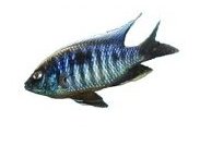 Copadichromis Mloto Redtop