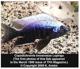 Copadichromis Trewavasae Lupingu