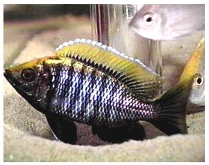 Copadichromis Virginalis Gold