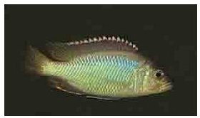 Corematodus Taeniatus