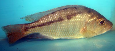 Corematodus Taeniatus