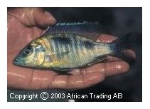 Ctenopharynx Nitidus