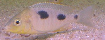 Ctenopharynx Nitidus