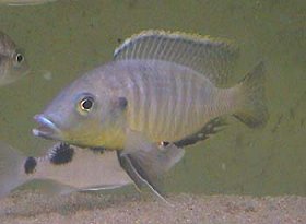 Ctenopharynx Pictus