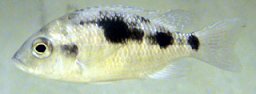 Ctenopharynx Pictus