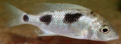 Ctenopharynx Pictus