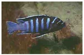 Cynotilapia Afra Black Dorsal
