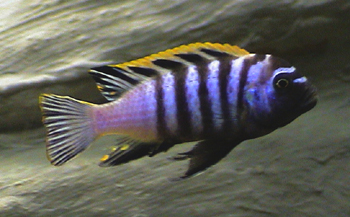 Cynotilapia Afra Hai Reef