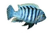 Cynotilapia Afra Hai Reef