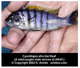 Cynotilapia Afra Hai Reef
