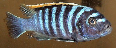 Cynotilapia Afra Londo