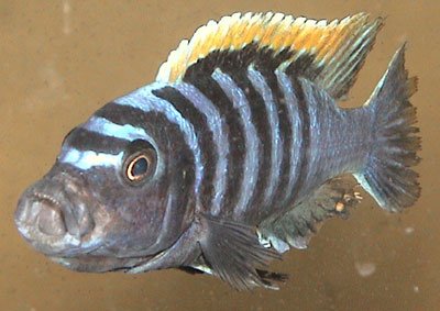 Cynotilapia Afra Londo