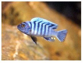 Cynotilapia Afra Lupingo