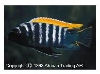 Cynotilapia Afra Tundu Rocks