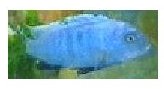 Cynotilapia Afra Axelrodi