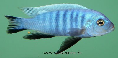 Cynotilapia Afra Axelrodi