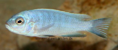 Cynotilapia Afra Axelrodi
