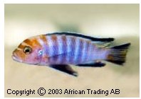 Cynotilapia Species Afra Lion Orangehead