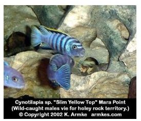 Cynotilapia Species Afra Slim Yellow Top
