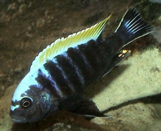 Cynotilapia Species Mbamba Nkhata Bay