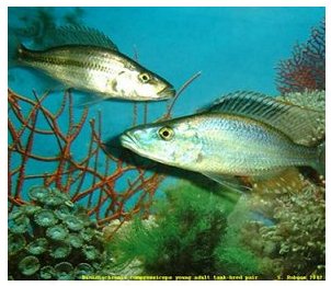 Dimidiochromis Compressiceps