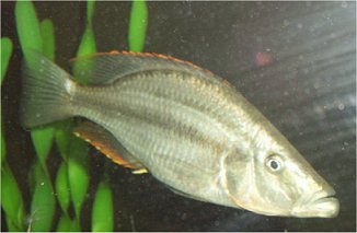 Dimidiochromis Compressiceps