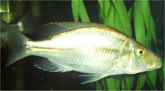 Dimidiochromis Compressiceps