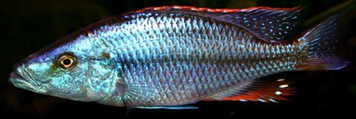 Dimidiochromis Compressiceps