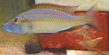 Dimidiochromis Compressiceps
