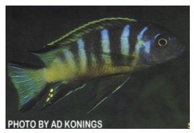 Pseudotropheus Elongatus Bee