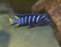 Pseudotropheus Elongatus Linganjala