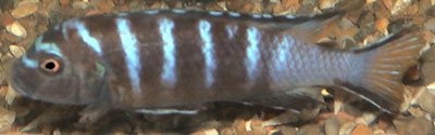 Pseudotropheus Elongatus Linganjala