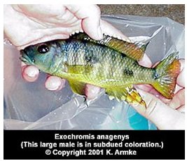Exochochromis Anagenys