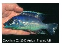 Hemitilapia Oxyrhychus