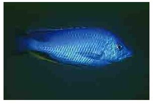 Hemitilapia Oxyrhychus