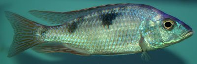 Hemitilapia Oxyrhychus