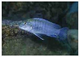 Iodotropheus Stuartgranti